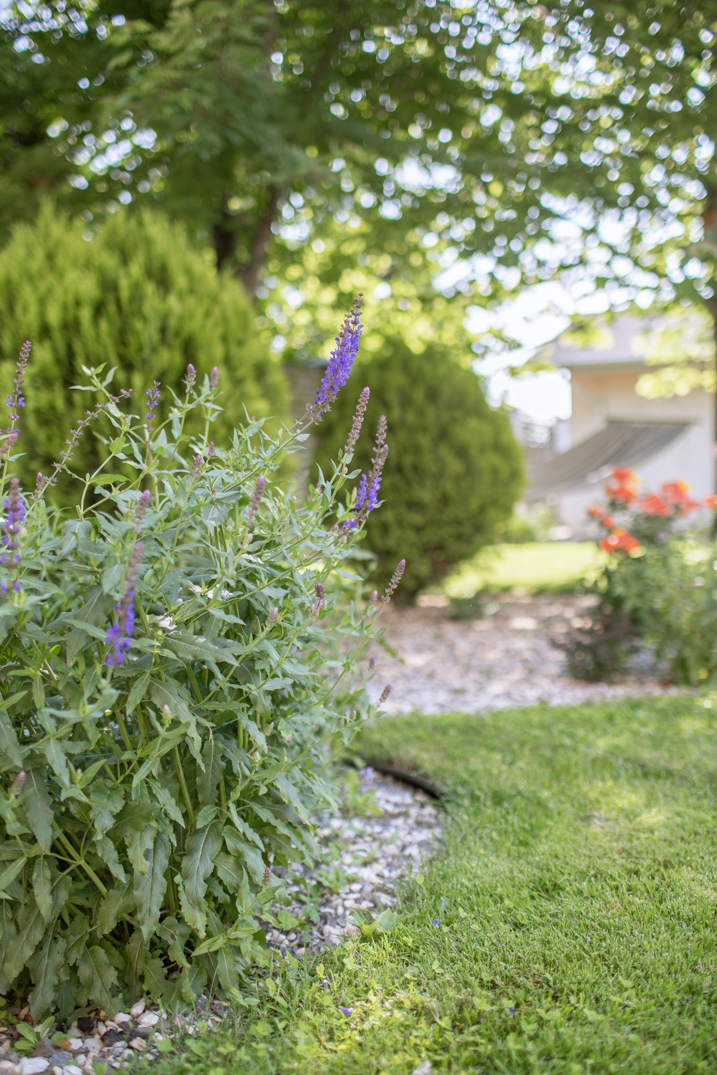 Backyard Cleanup in Apex, NC