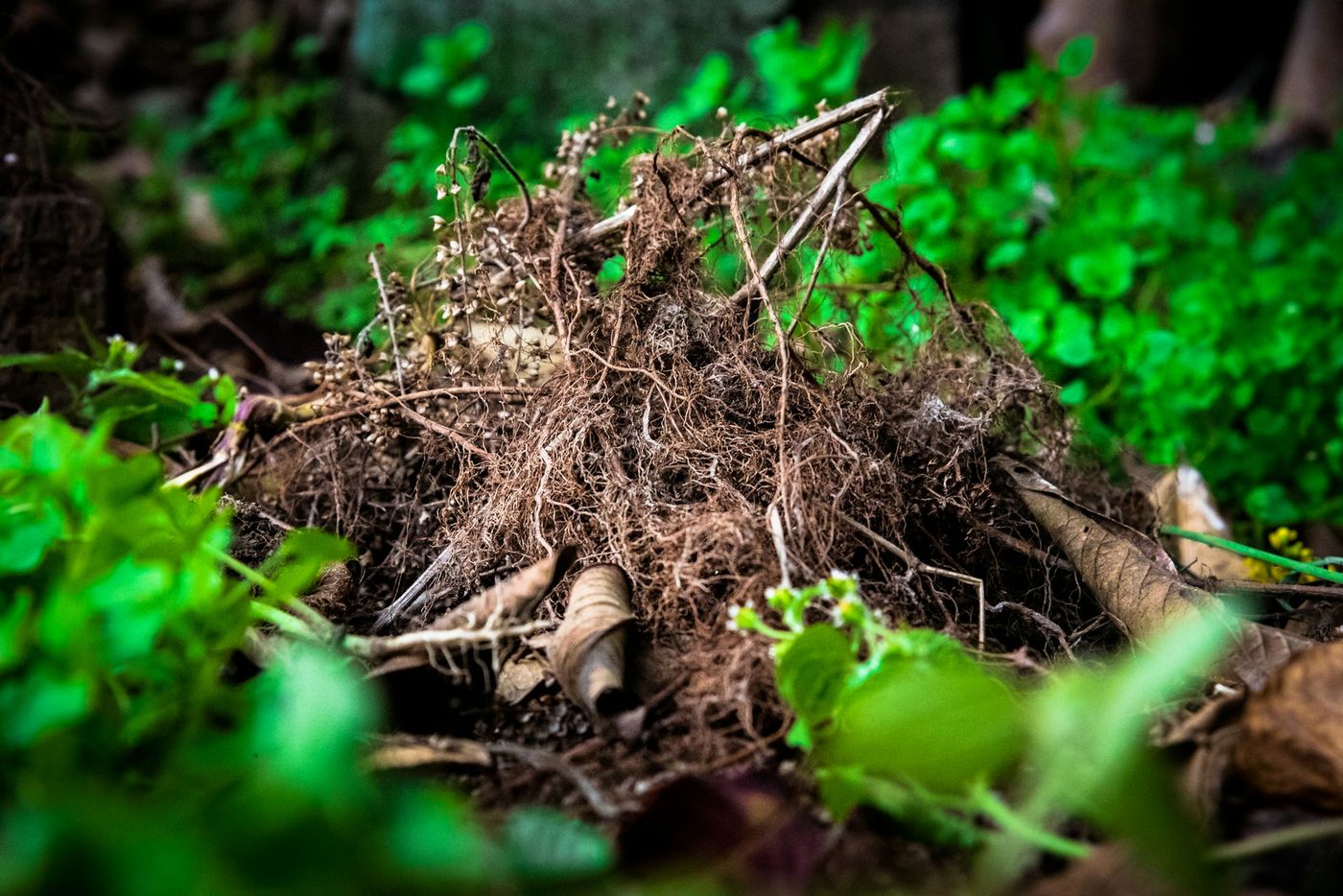 Leaves & clippings