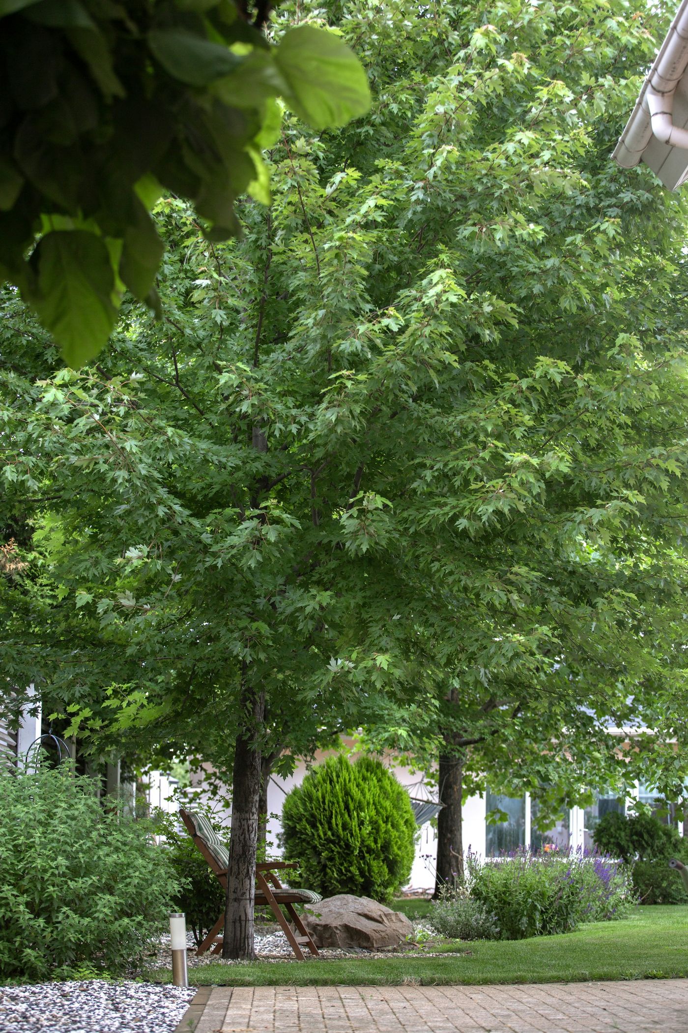 Backyard Cleanup in Holly Springs, NC