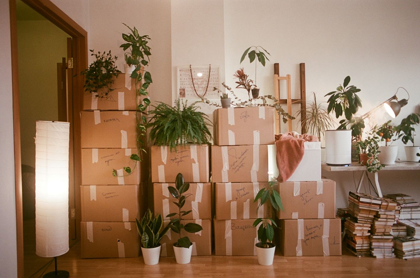 Professional Removal